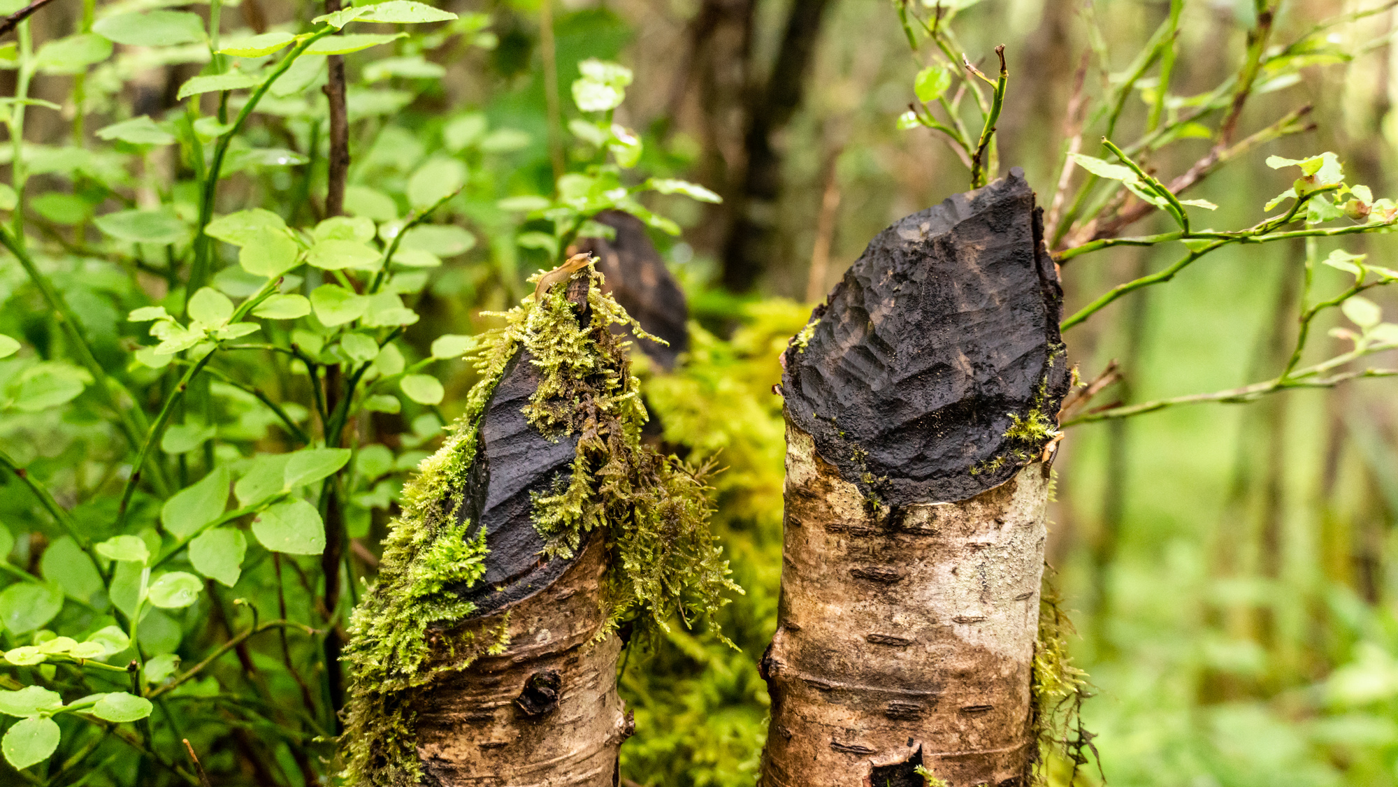 Beaver-chewed wood in a forest