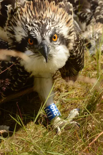 Close up of osprey with blue leg tag number 719