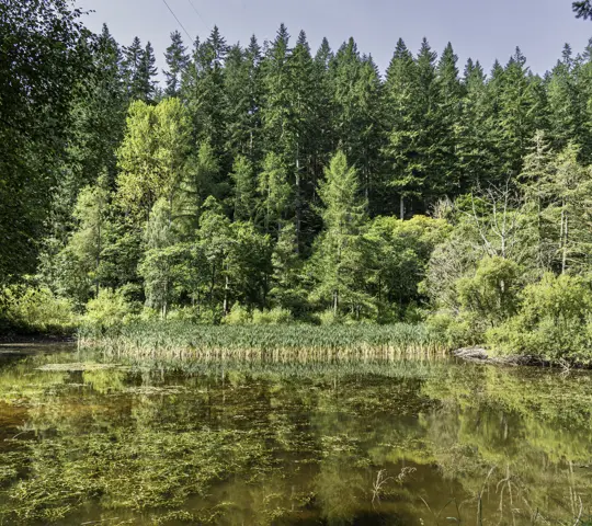 A pond in summer with a forest behind it reflecting on the water