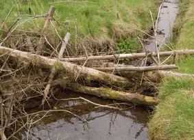 Dam made of sticks across a stream