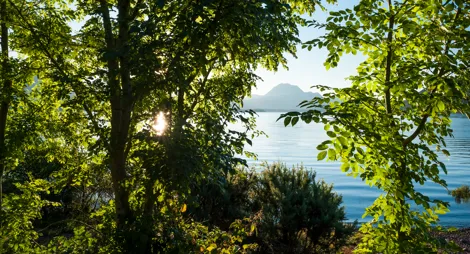 Drooping conifer branch