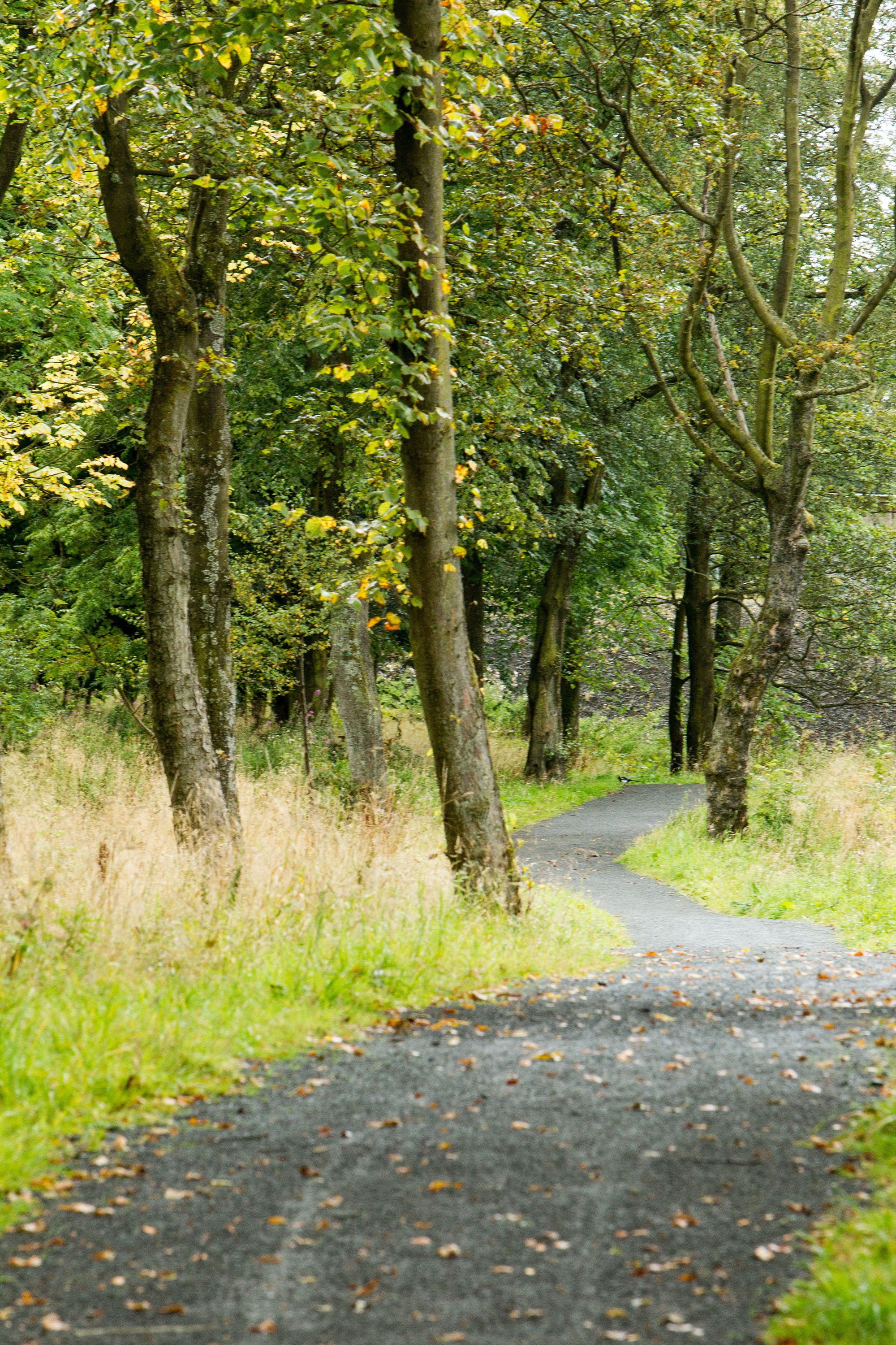 A grass-lined path heads winds through broadleaf trees at Wester Moffat