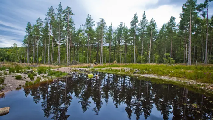 A view of conifer trees reflecting in a pond at Bennachie Forest