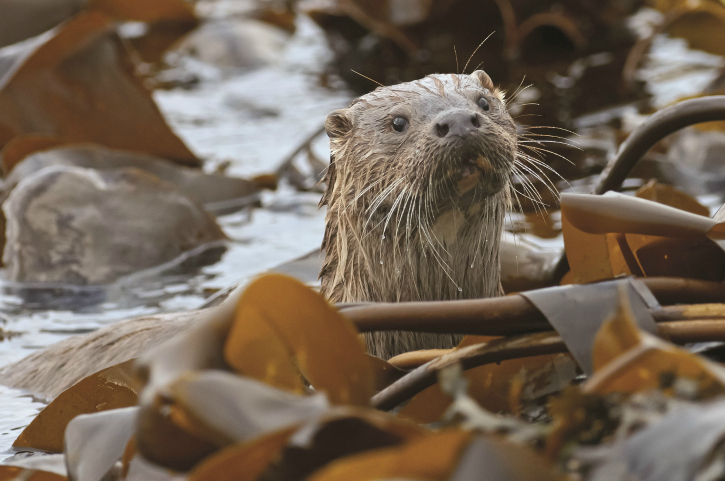 Otter amongst sea weed