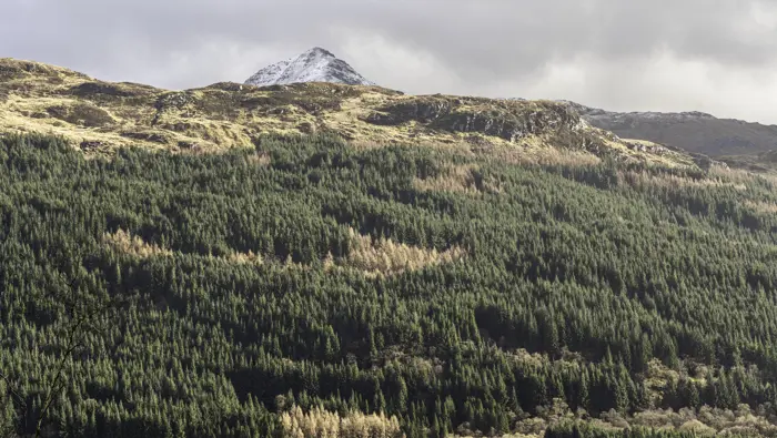 A treed hillside with a snowy mountain behind