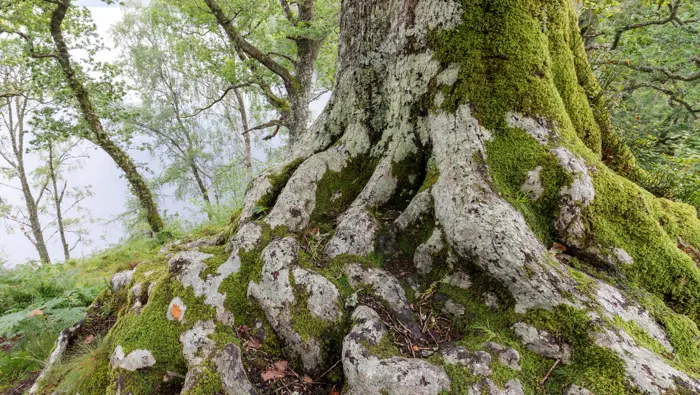  The base of an oak tree with Lock Katrine seen in the background through the trees.