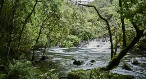 Drooping conifer branch