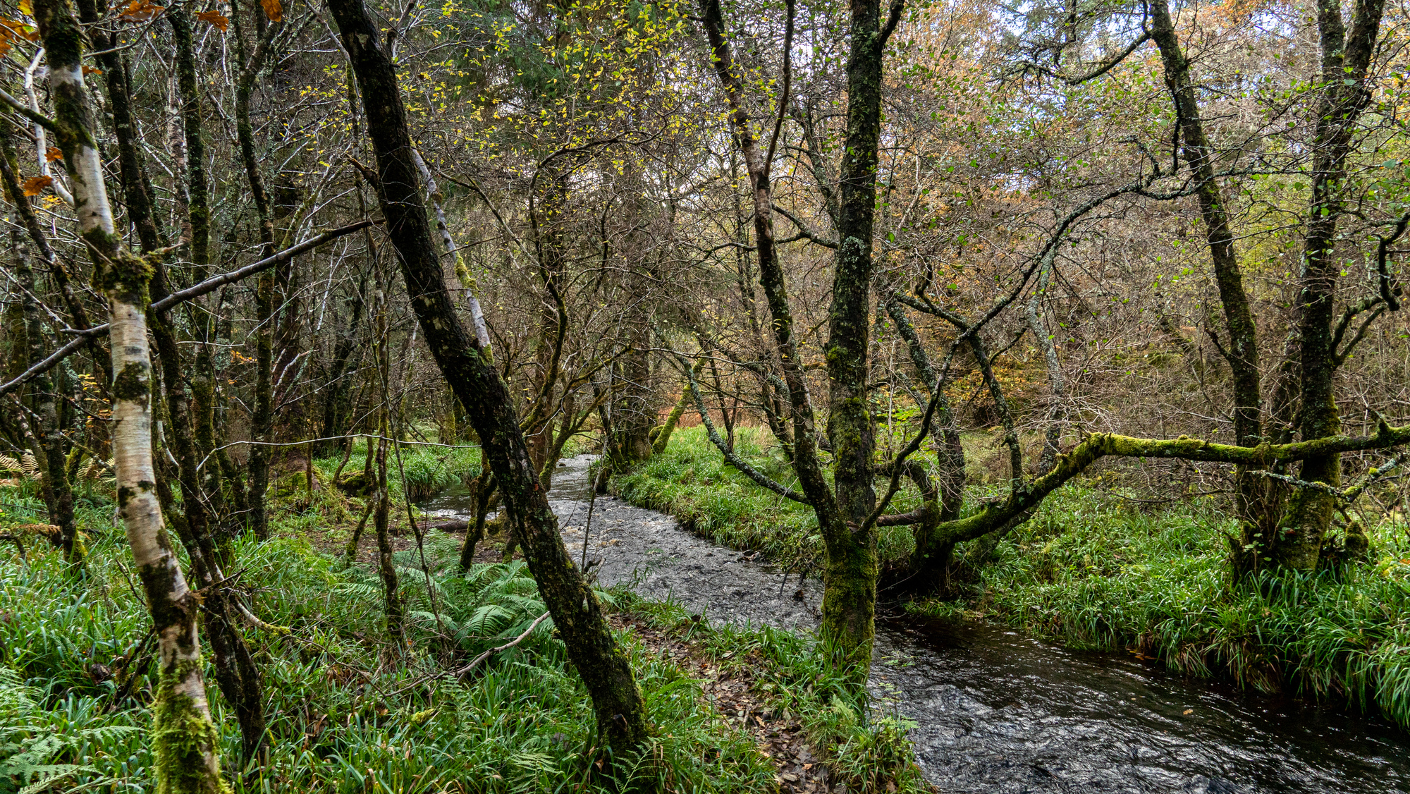 A rocky river through a forest