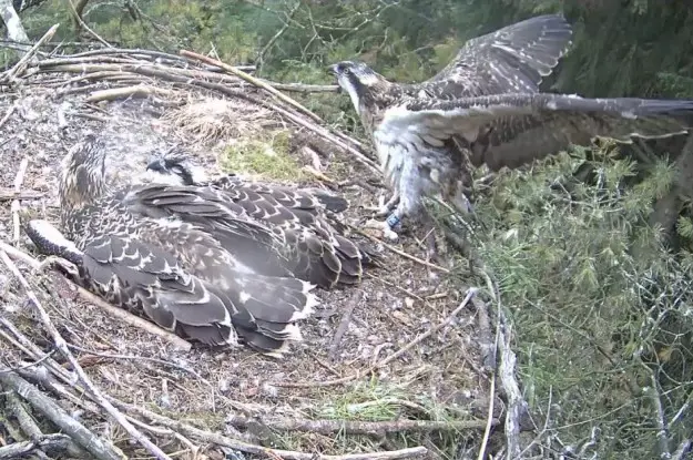 Osprey flapping its wings