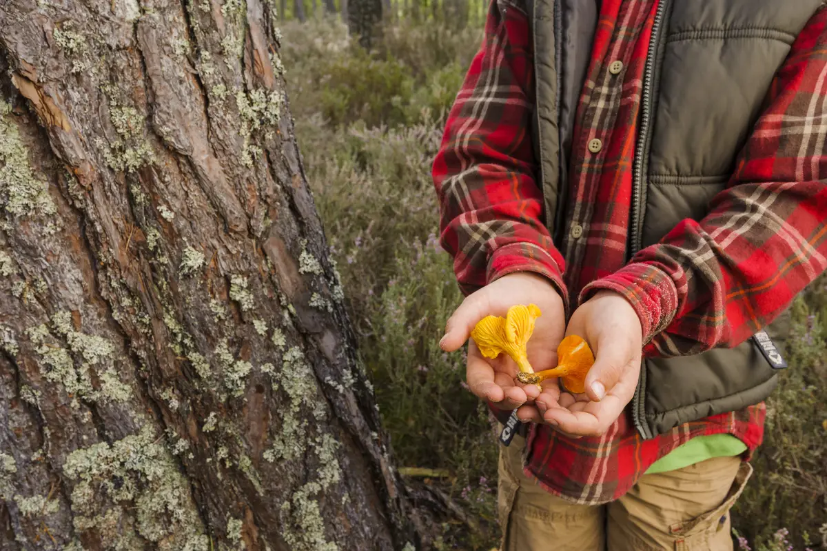 Person holding false and true chanterelle mushrooms