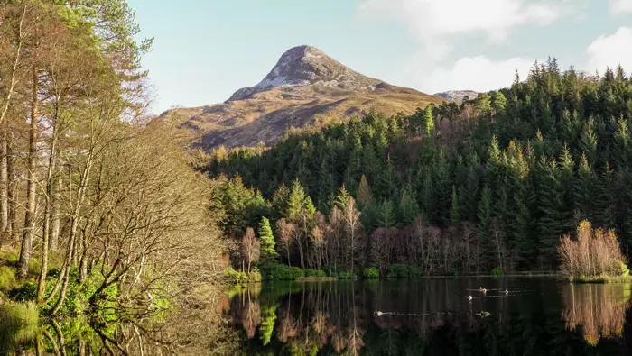 A still walk within a forest with a mountain behind it