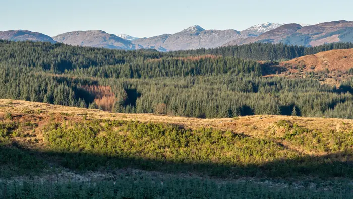 Mountains in the background with trees in the foreground.