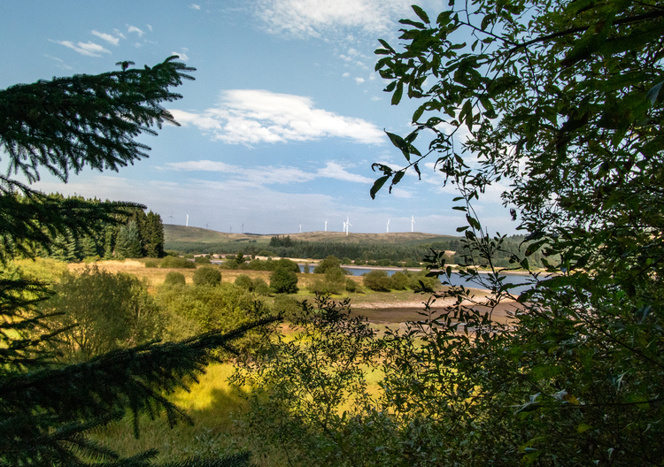 A view of the river through trees with wind turbines in the background 
