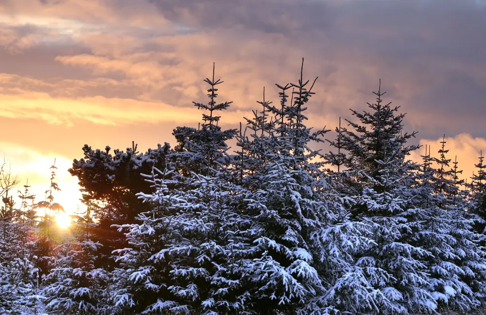 Snow covered coniferous trees