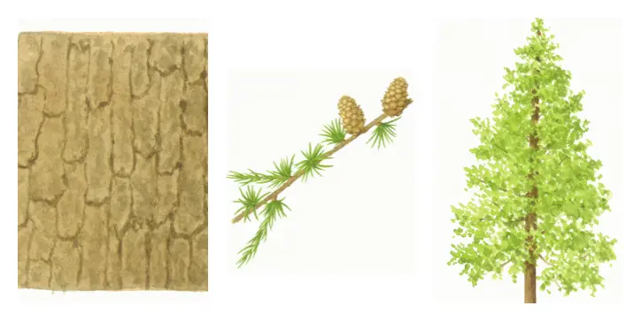 Botanical drawings of hybrid larch