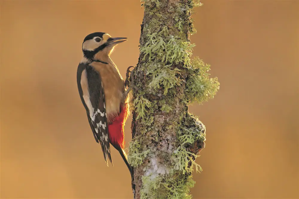 A greater spotted woodpecker on a slender tree trunk