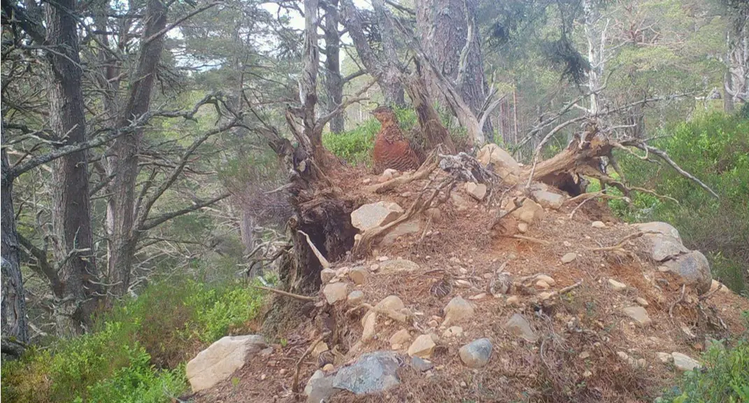 A young capercaillie on top of a dust mound in a forest