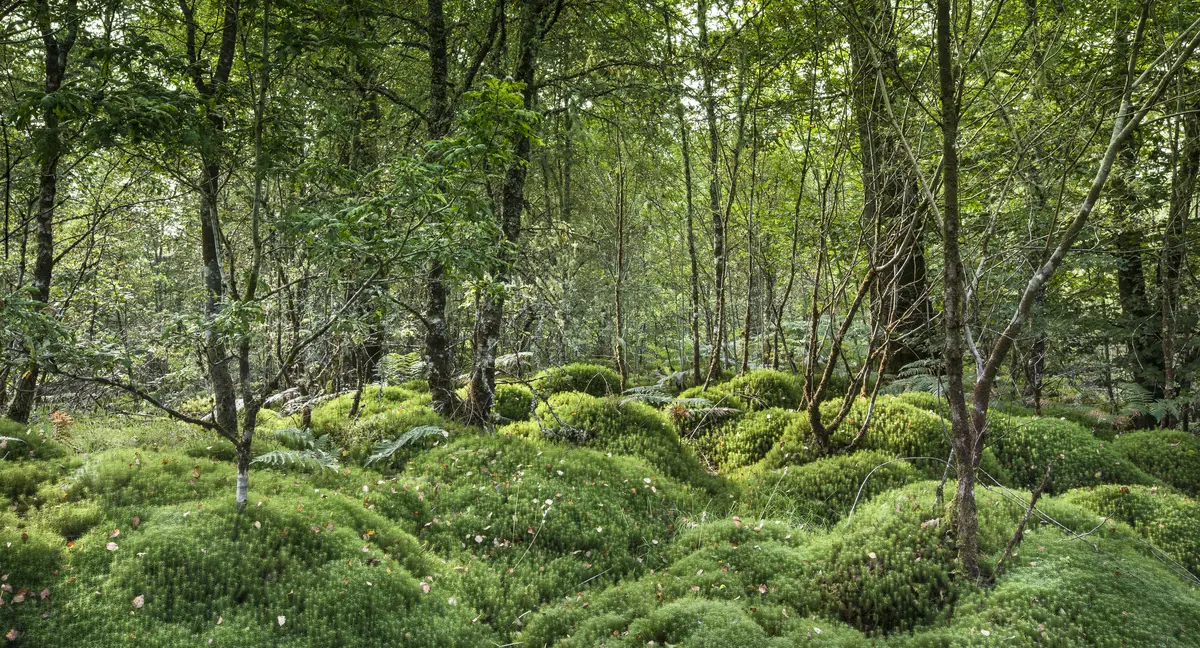 Mossy woodland