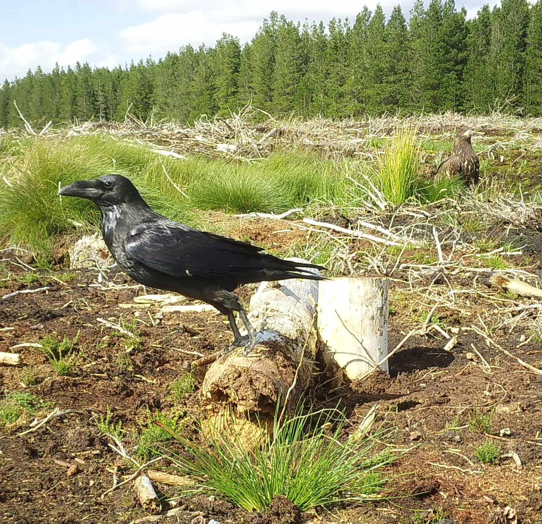 A raven stands in from of a forest with a juvenile white-tailed eagle behind