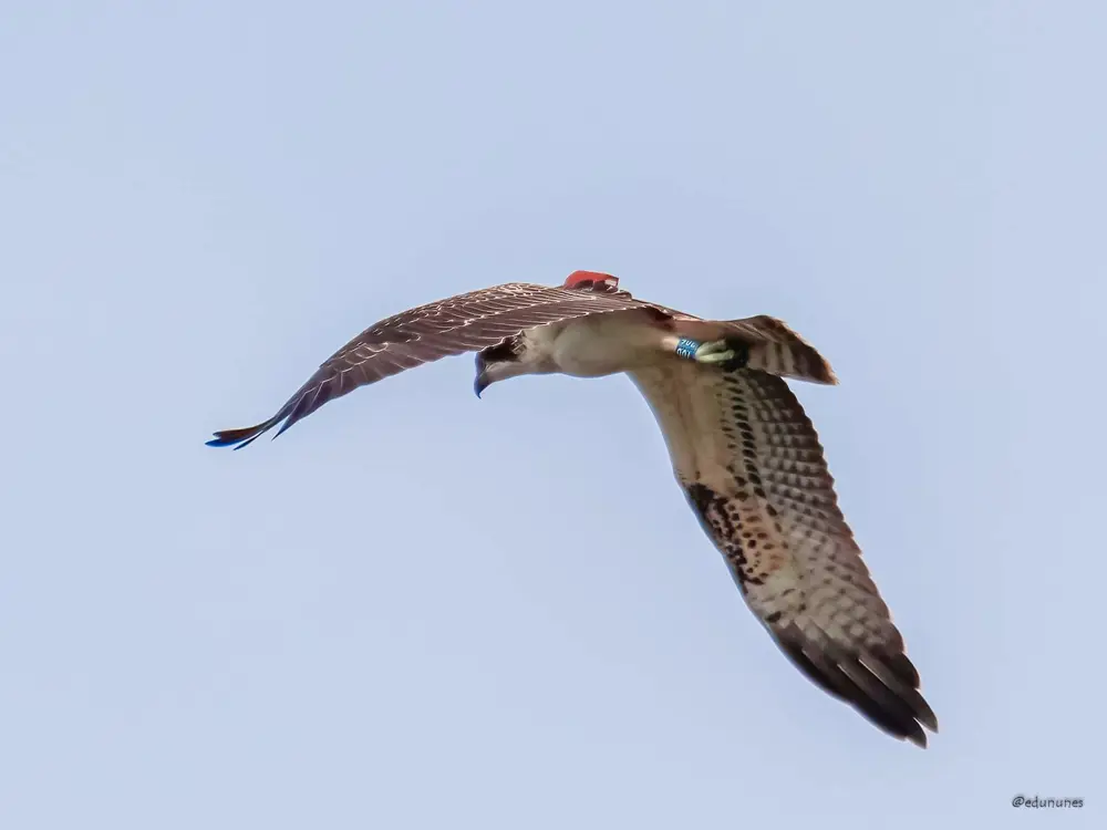 Osprey in flight