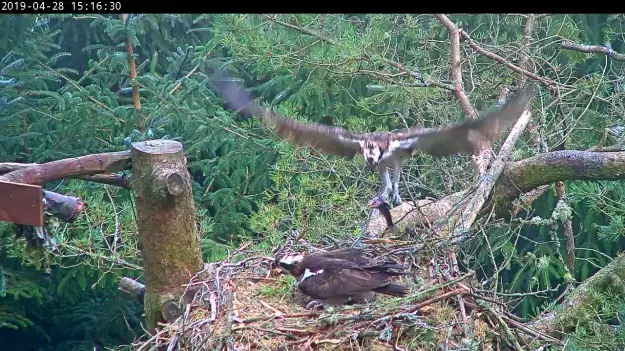 Osprey flying into a nest with a fish