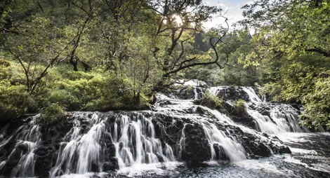 Drooping conifer branch