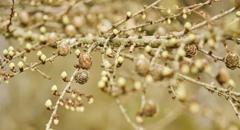 Drooping conifer branch