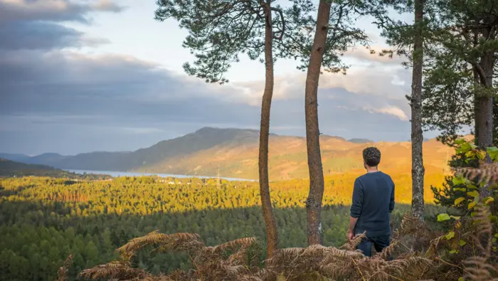 Person looking out over a tree filled glen.