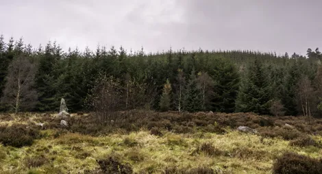 Drooping conifer branch