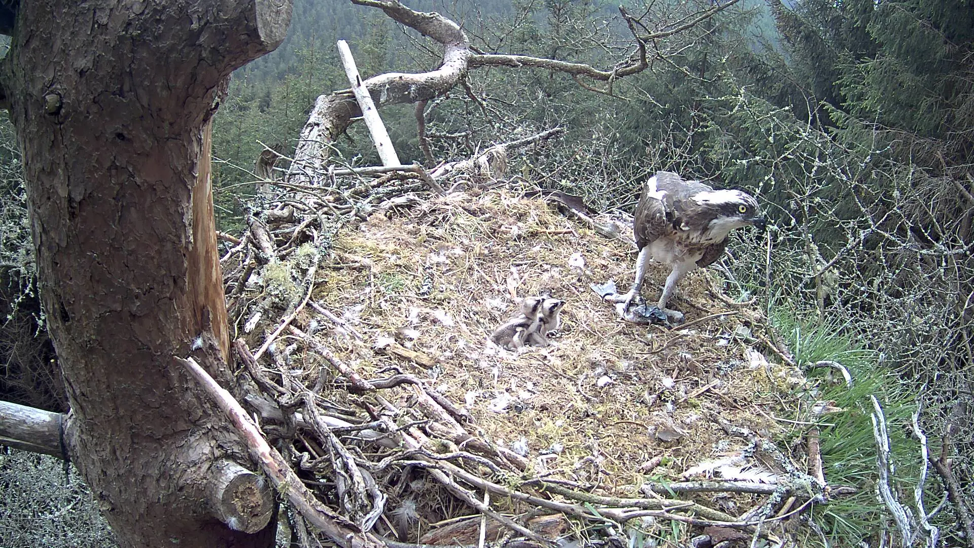 Ospreys in nest