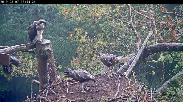 An osprey looks down upon two other osprey in a nest