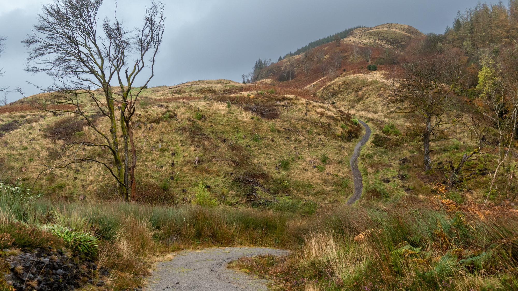 A pathway up a hill with recently cut trees