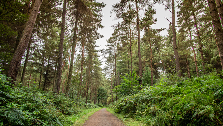 A leaf littered path through a late summer mixed woodland