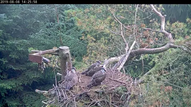 Three ospreys in a nest