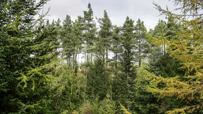 A conifer forest in early autumn