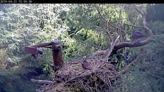 mrs o eating with jay below her 20190421 16 06 45