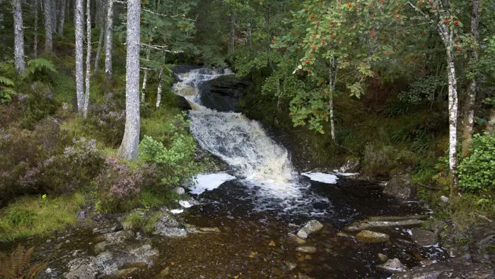 Waterfall surrounded by trees.