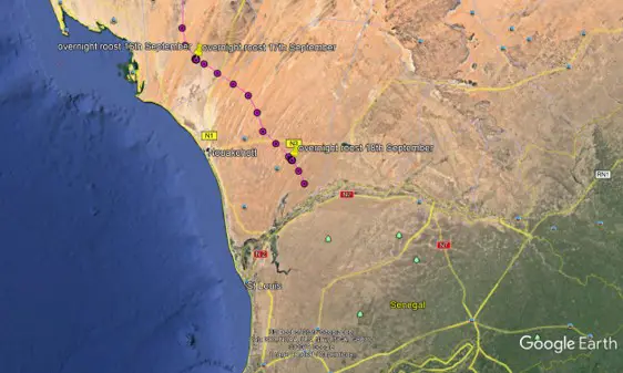 A satellite image of Senegal with markers showing an osprey's flight route