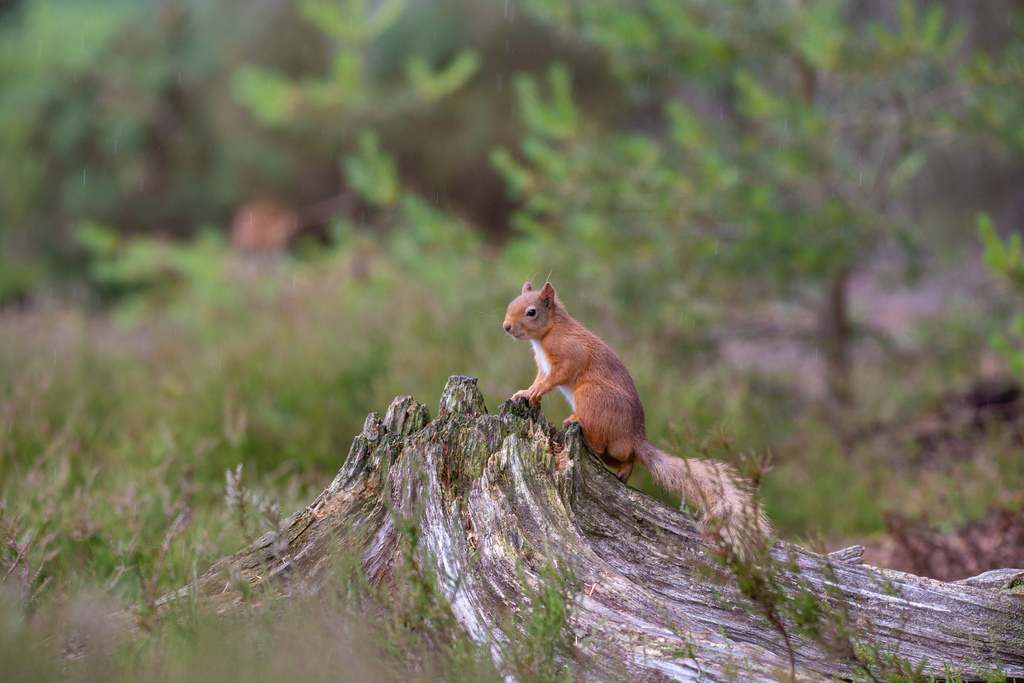 red squirrel standing on dead tree stump in forest