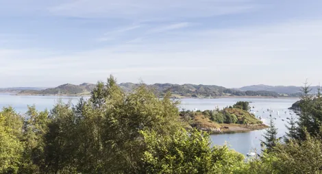 Drooping conifer branch