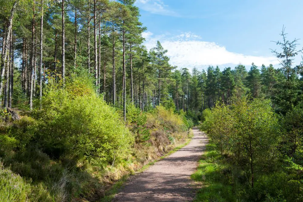 a gravel path through a mixed forest with small hedges 