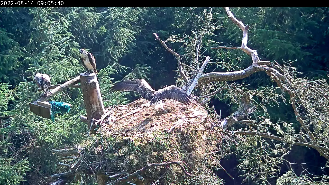 Ospreys in nest