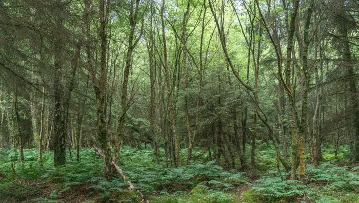 A mixed woodland with ferns on the forest floor