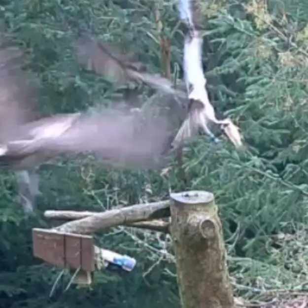 A male osprey chases another male osprey from a nest