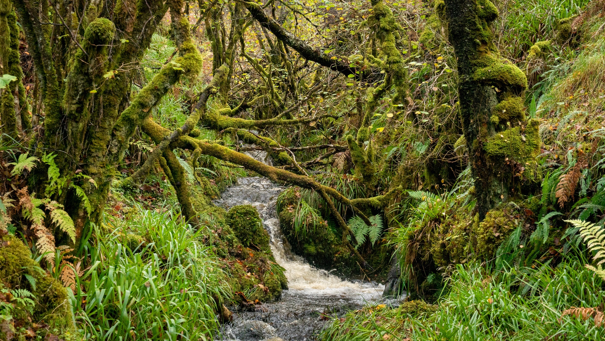 A small waterfall in a green woodland