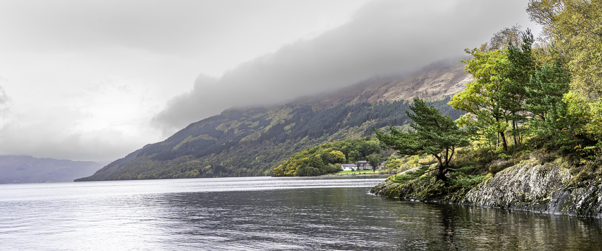 Drooping conifer branch