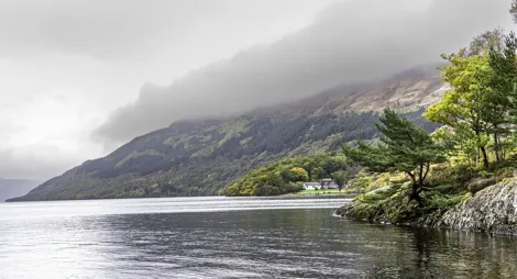Drooping conifer branch