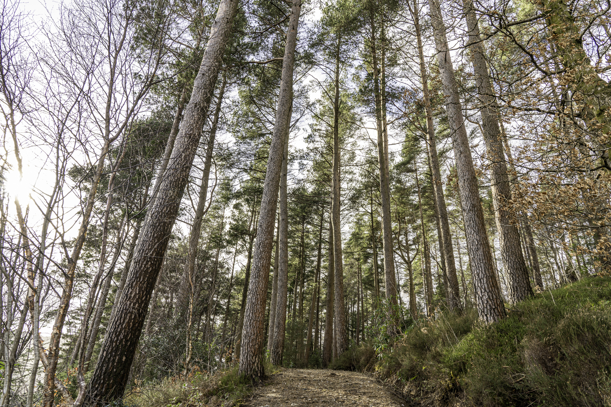 A path uphill through a pinewood