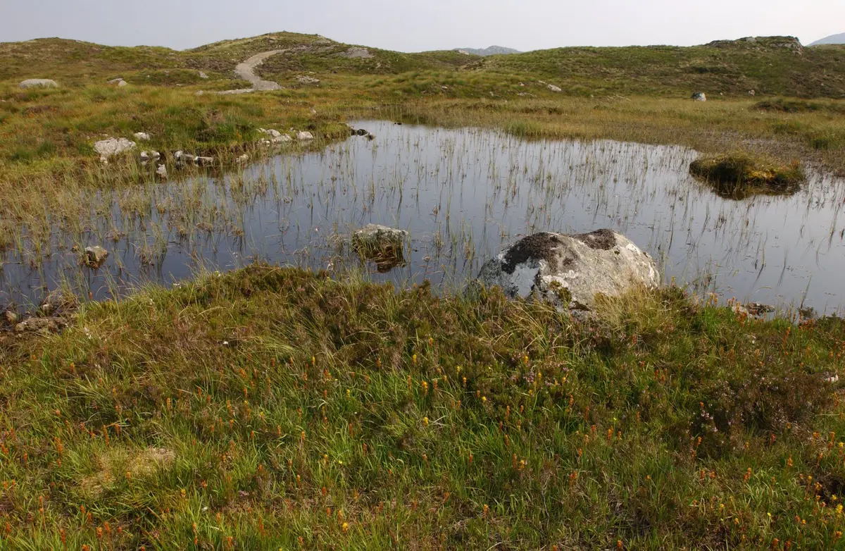 Peat bog