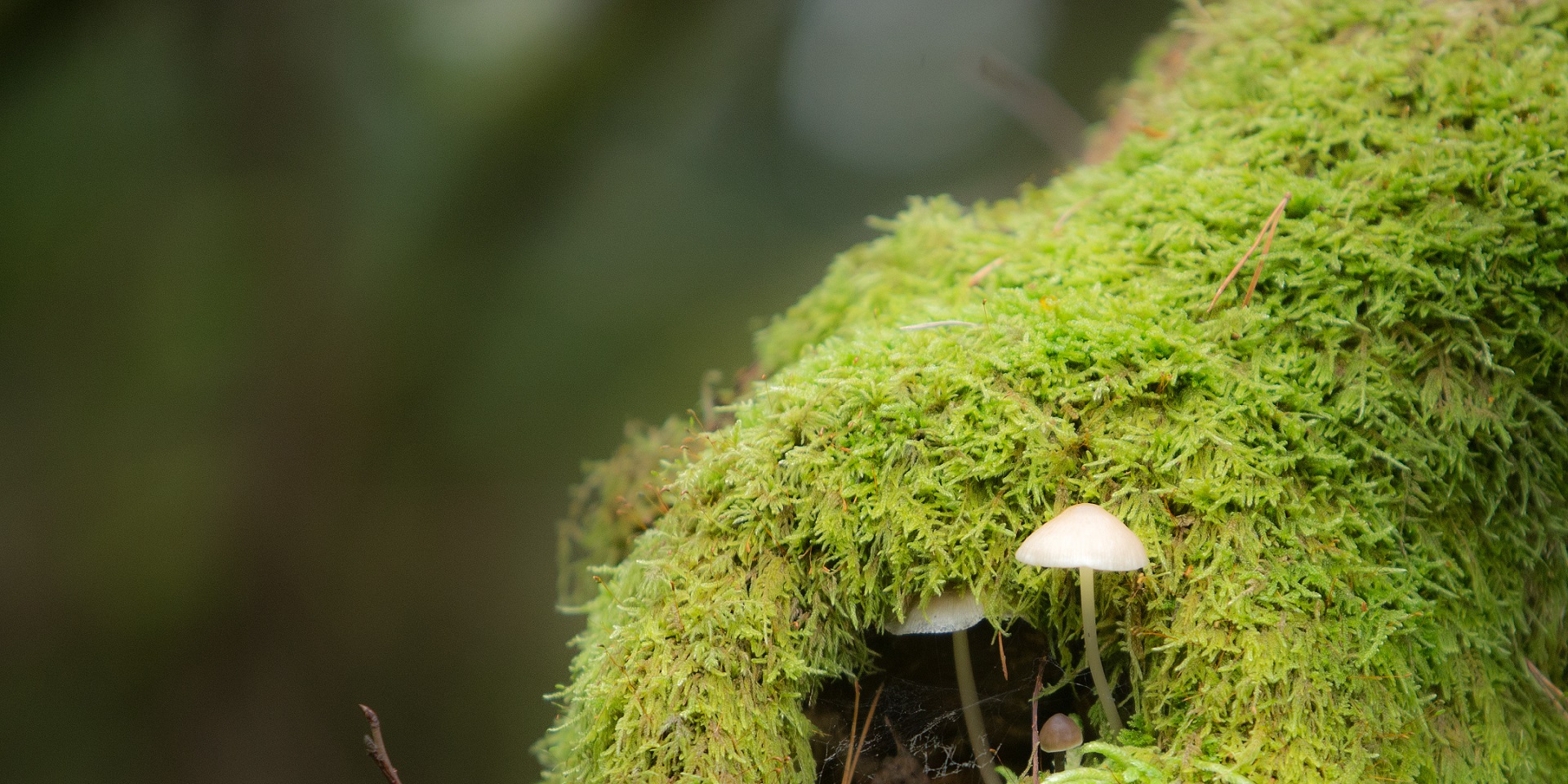 Drooping conifer branch